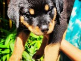 Rottweiler Puppies Imported Qty
