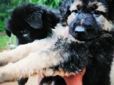 German shepherd puppy for sale (long coat /KASL Register)