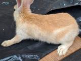 English spotted rabbit for sale