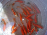 Red commen fish