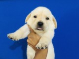 Labrador Retriver high quality puppies