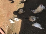 Pantan chicks