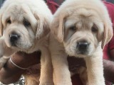 Labrador Retriever female puppies