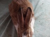 New zealand rabbit