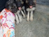 german  shepherd puppies