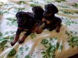 King Doberman puppies for sale