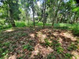 Flat Land For Sale - Kandy | Pilimathalawa