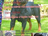 KASL registerd rottweiler female puppies available ..
