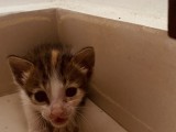 adoption kitten