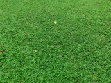 Malaysian Grass for home garden decoration