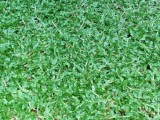 Malaysian Grass