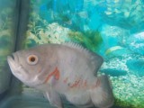 Oscar Fish and tank