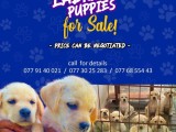 Labradar Puppies for sale
