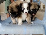 Pomanerian puppies for sale