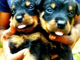 Rotweller  Puppies