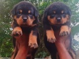 One side improted Rottweiler puppies (KASL registered with Microchip )