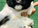 Shih-tzu male puppy