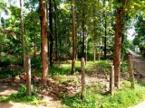 Land For Sale in Panadura