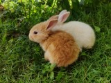 Rabbit bunny