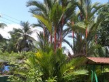 Well grown red palm trees for sale