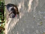 Terrier puppy for sale