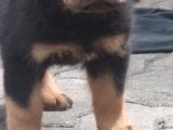 Rottweiler puppies for sale (Double Side Import)
