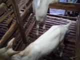 Original sanan goat pair for sale