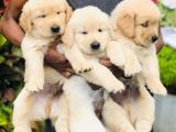 Golden Retriever Puppies Sale