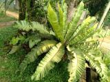 A large Bird's nest fern for sale