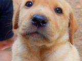Labrador puppy (gold colour )