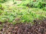 Land for sale matale