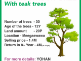 Land slot with teak trees for sale