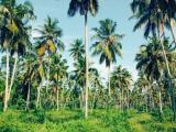 3 Acre Coconut Land for Sale in Matara