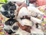 Pomeranian dogs for sale