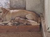 Litter of 5 Puppies up for adoption