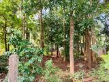 Valuable Land for sale in A9 Road Kekirawa