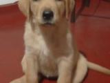 පිරිසිදු Labrador ගැහැණු පැටවුන්