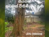 Land for sale in Biyagama