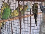 Health and beautiful lovebirds for sale